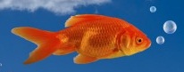 Goldfish